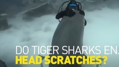 音乐短片 - Sharks Love To Be Petted