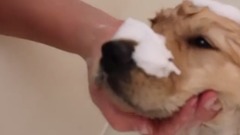 音乐短片,萌宠 - Sammie's First Bath! 8 Week Old Golden Retriever Puppy Trampoline Ball Pit