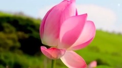 风景,音乐短片 - MERE RASHKE QAMAR...GOOD MORNING Messaging video -Whatsapp