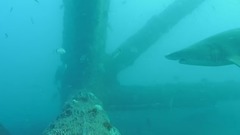 音乐短片 - Cape Fear Shark Live Cam Best Moments Compilation - Live Cam Highlight