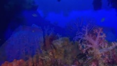 音乐短片 - Psyche