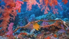 音乐短片 - Free As  A Bird