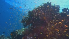 音乐短片 - 绝美海底水世界