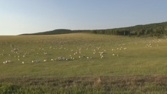 音乐短片 - 科尔沁草原风光2