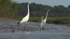 音乐短片 - Dolphins Beach Themselves To Feed
