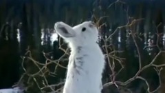 音乐短片 - Epic Hunting Chase Of The Canadian Lynx And Snowshoe Hare In Hd