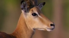 音乐短片 - Impala Miraculously Escapes Jaws Of Leopard