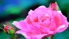 音乐短片 - Beautiful Music