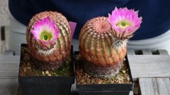 音乐短片 - 授粉Echinocerei