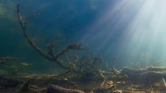 音乐短片 - 湖光月色