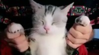 萌宠 - 猫届舞王在此!朋友你听说过抖猫吗?