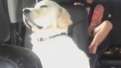 音乐短片 - Funniest & Cutest Golden Retriever Videos #28 - Compilation 2017