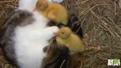 音乐短片 - A Momma Cat and Her Yellow, Feathered Kittens