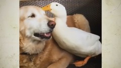 音乐短片,萌宠 - Dog And Duck Are Inseparable Best Friends CUTE AS FLUFF
