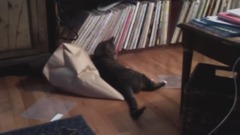 Passive Aggressive Cats Video Compilation 2016