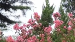 音乐短片 - 我家的花儿