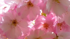 经典老歌 梅花三弄
