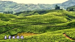 音乐短片 - 流浪歌