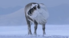 音乐短片 - 北极幽灵