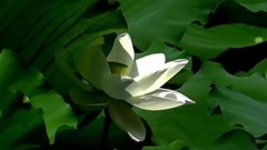于洋 - 七月的荷塘