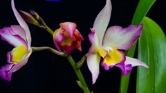 风景,音乐短片 - Good morning Messaging video ....TU MERI ZINDAGI HAI