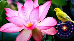 风景,音乐短片 - Sanam Re -MALE......GOOD MORNING Messaging video