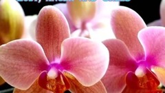 音乐短片 - SHYAM TERI BANSI.... Messaging video