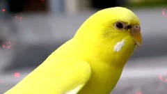 音乐短片 - LAG JA GALE....GOOD MORNING Messaging video