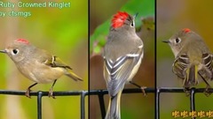 音乐短片 - 小鸟小鸟