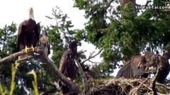 音乐短片 - Hawk Raised by Eagles Is Starting to Act Like One National Geographic