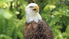 音乐短片 - Best Eagle Attacks; World's Largest and Deadliest, Part 2, Bald and Golden Eagles!