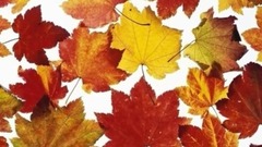 音乐短片 - 晚秋