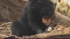 音乐短片 - 晴天小熊的心声