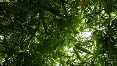 音乐短片 - 竹舞