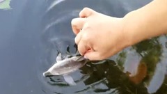 音乐短片 - Finding Dory Wind Up Toys Lagoon Nemo Learn Learning Names Of Sea Animals Shark Video Kids Children