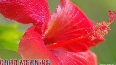 音乐短片 - GOOD MORNING video -Whatsapp(1)