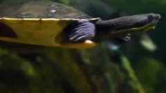 音乐短片 - Sebastian Pawlica - Morning Light (Original Mix)