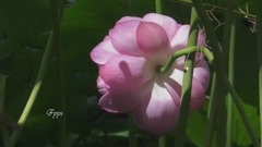 音乐短片 - 荷风疏影