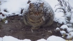 音乐短片 - The snow meow Pregnant cat sleep in the snow