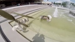 音乐短片 - ТОП Собаки для детей Хаски или Маламут