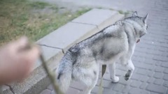音乐短片 - ЛАЙФКАК!!! Как отучить собаку тянуть поводок Хаски тян