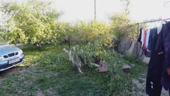 音乐短片 - БАТЛ Девушка против собак Овчарка кавказская играет