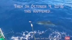 音乐短片 - 10 Страшных Нападений АКУЛ снятых на КАМЕРУ