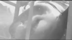 音乐短片 - 10 Самых Ужасных Находок в Желудке Акул