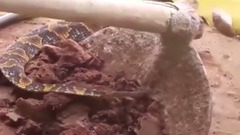 音乐短片 - The snakes are eaten alive toad, then what happened to make people laugh