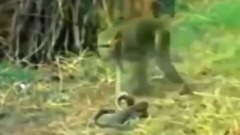 音乐短片 - Against the serpent, the monkey when flexible has caught