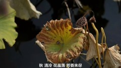 林海 - 暗香•痴迷