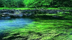 音乐短片 - 雨夜花