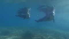 音乐短片 - 58只死去的海豚