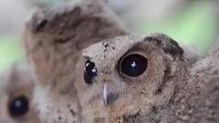 音乐短片 - 有关猫头鹰的几大真相True Facts About The Owl